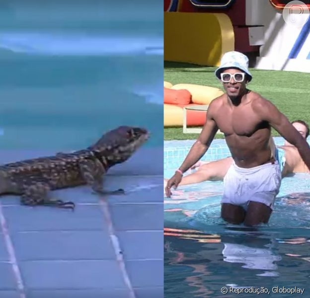 Bbb Lagarto Cai Na Piscina Assusta Brothers E Vira Meme Veja