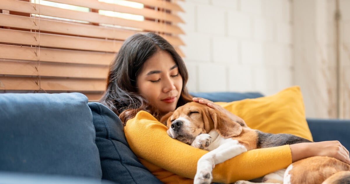 Sonhar Cachorro Entenda O Real Significado Das Diferentes