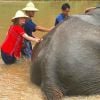 Marina Ruy Barbosa e Xandinho Negrão deram banho nos elefantes durante o passeio
