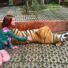 Marina fez carinho na barriga de um dos tigres: 'Por dentro eu tava morrendo de medo', legendou na foto do Instagram