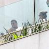 Ronaldo é flagrado com os amigos em sua cobertura no Leblon, RJ
