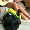 Paolla Oliveira cantou e tocou violão em vídeo e cachorro da atriz se destacou nesta quinta-feira, 14 de junho de 2018