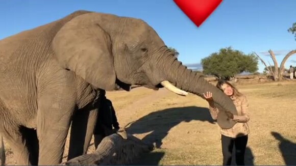 Grazi Massafera compartilhou com os seguidores do Instagram um vídeo com um elefante no safari