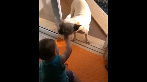 Andressa Suita mostrou o filho, Gabriel, de 1 ano, brincando com o Bulldog Francês da família