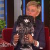 Ellen DeGeneres mostra boneca a Channing Tatum