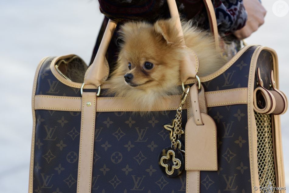 Malas prontas Louis Vuitton bag dog Purepeople