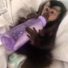 Twelves, o macaco de Latino, usa fraldas e toma leite na mamadeira