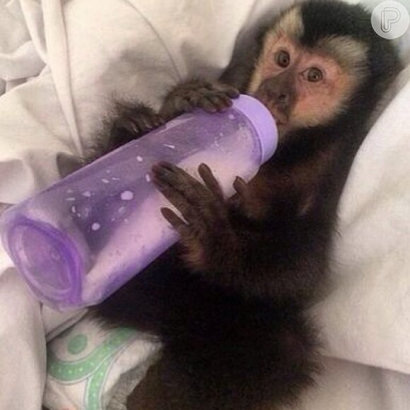 Twelves, o macaco de Latino, usa fraldas e toma leite na mamadeira
