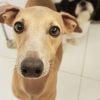 Cachorro de Anitta, Plínio é sucesso nas redes sociais da cantora