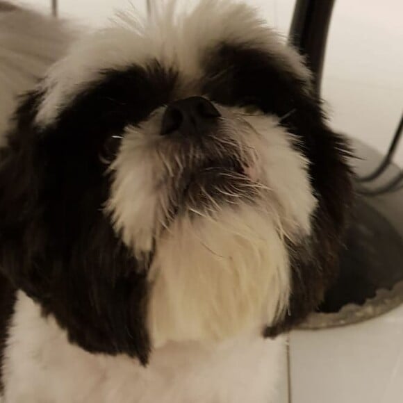 Alfredo, da raça Shih-tzu, é um dos cachorros de Anitta