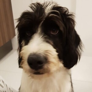 O cachorro Tobias, sem raça definida, é um dos pets de Anitta