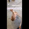 Anitta levou o cachorro Plínio para os EUA e relatou perrengue com pet em vídeo nesta segunda-feira, 21 de outubro de 2019