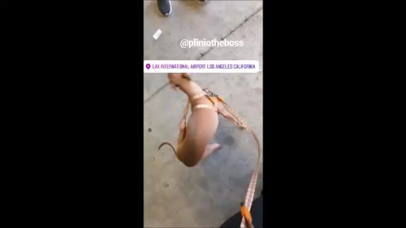 Anitta levou o cachorro Plínio para os EUA e relatou perrengue com pet em vídeo nesta segunda-feira, 21 de outubro de 2019