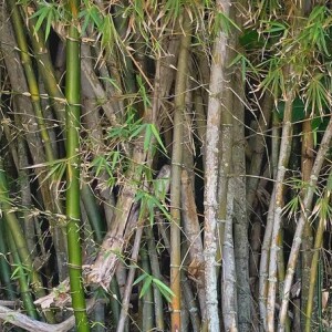 Na época, romance de Larissa Manoela com André Luiz durou pouco tempo