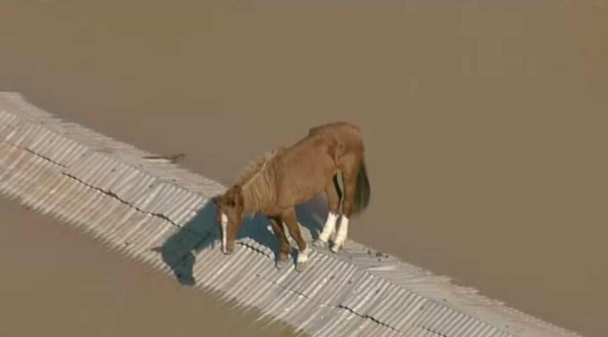 Foto: Cavalo Caramelo ficou ilhado em cima de telhado em meio às chuvas do  Rio Grande do Sul - Purepeople