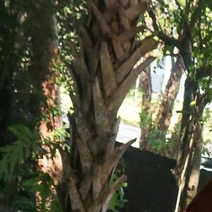 Nesta seguna (19), o jornalista Leo Dias revelou que um cantor anunciaria que seria pai ainda hoje, e internautas passaram a suspeitar de Gusttavo Lima e Andressa Suita