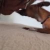 Gloria Pires compartilha momentos com a sua cadelinha Bijoux, da raça Pinscher Toy no Facebook