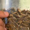 Ator Carmo Dalla Vecchia mostra como ficam as sementes germinadas de girassol: 'Aparece um narizinho em cada uma'