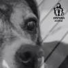João Vicente de Castro participa de campanha beneficente para ajudar cães abandonados