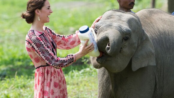Kate Middleton dá mamadeira a filhotes de elefante e rinoceronte na Índia