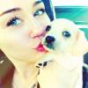 Miley Cyrus adorou Bean depois de perder sua cadelinha yorkshire, Lila