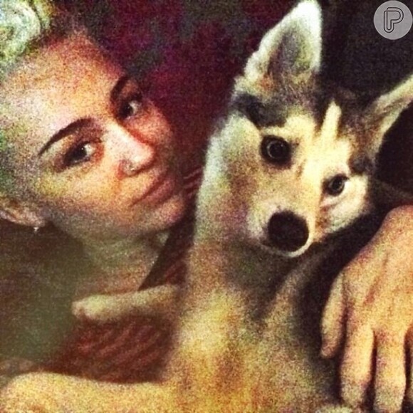 Miley Cyrus posa ao lado de Floyd, um cão da raça alaskan klee kai