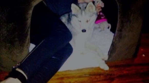 Miley Cyrus posta foto deitada dentro de casinha de cachorro com seus dois cães