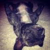 Thaila Ayala posta foto de seu 'morceguinho, meio sapo, meio gato, meio cachorro', o Zacarias