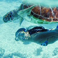 Isis Valverde nada em mar cristalino com tartaruga marinha e exibe boa forma