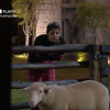Em 'A Fazenda 11', Hariany conversa com ovelhas após insônia na madrugada: 'Eu não sei mais o que eu faço. Eu tô carente. E agora? Não dá mais não'