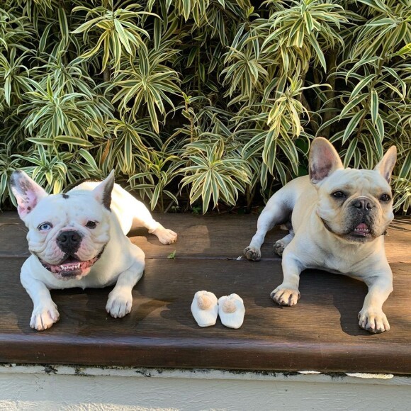 Sthefany Brito pediu que os seguidores parassem de mandar histórias de pessoas que doaram seus cachorros por causa do nascimento dos filhos