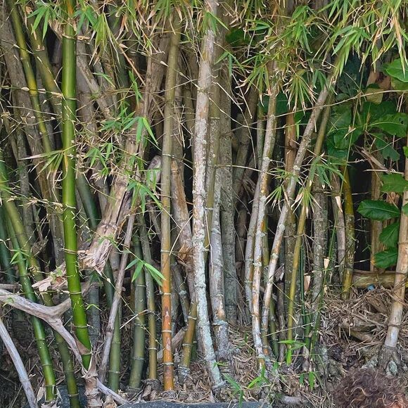 André Luiz Frambach já revelou que pensa em ter uma família com Larissa Manoela