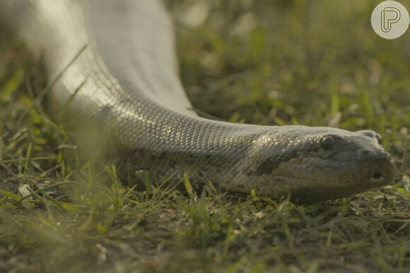 Tenório (Murilo Benício) vira comida de cobra após ter o corpo atravessado por uma zagaia no capítulo da novela 'Pantanal'