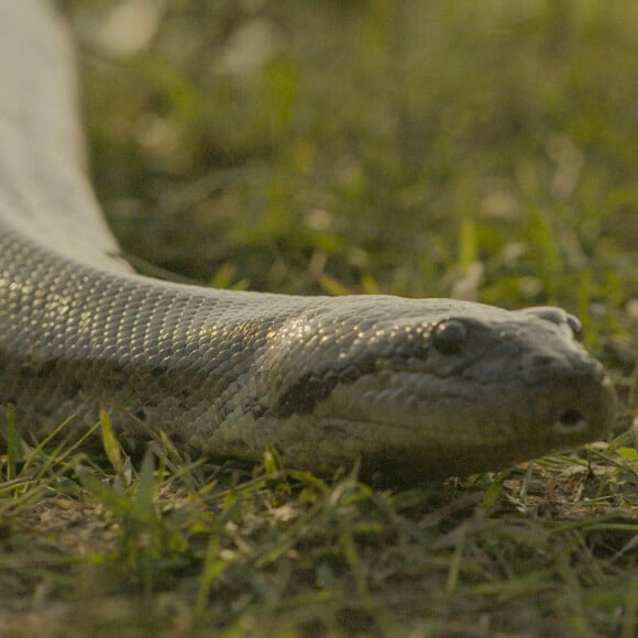 Tenório (Murilo Benício) vira comida de cobra após ter o corpo atravessado por uma zagaia no capítulo da novela 'Pantanal'