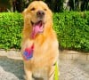Morte do cachorro Joca: tudo sobre a falha operacional fatal que fez a GOL suspender transporte de cães e gatos