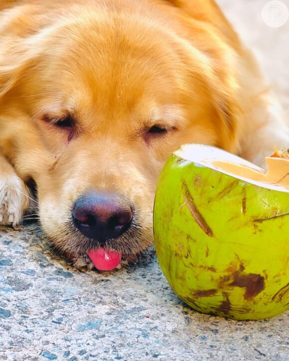 Joca ficou 8 horas dentro de um avião; o tempo permitido pelo veterinário era de 2h30