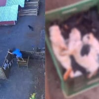 Criança arremessou e arrancou patas dos animais em ataque de 40 minutos. 'Cena horrível', lamenta dona de fazendinha