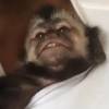 Latino faz cócegas no macaco Twelves, que ri com a brincadeira, nesta sexta-feira, 2 de outubro de 2015