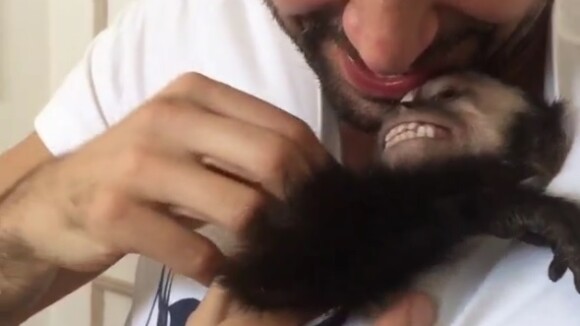 Latino faz cócegas no macaco Twelves, que ri com a brincadeira. Veja vídeo!