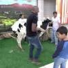 Antes de ser ordenhada por Fátima Bernardes, vaca fez xixi no palco do 'Encontro'