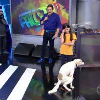 'Domingão': cachorro faz cocô no palco e internautas comentam. 'Oscar pra ele'