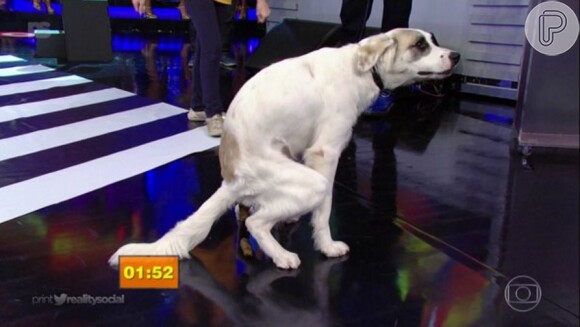 Cachorro surpreendeu o apresentador na estreia do quadro 'Criançada e cachorrada'