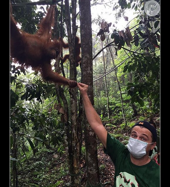 Leonardo DiCaprio posa em floresta e fã brinca: 'Cuidado com o urso'