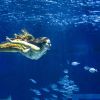 Isis Valverde mostrou toda sua habilidade ao nadar no aquário com a cauda