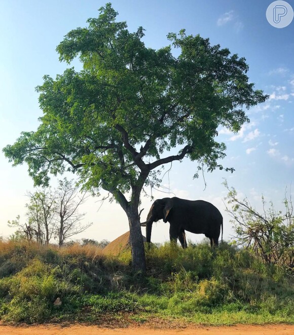 Marina Ruy Barbosa compartilhou um registro de um elefante no sáfari