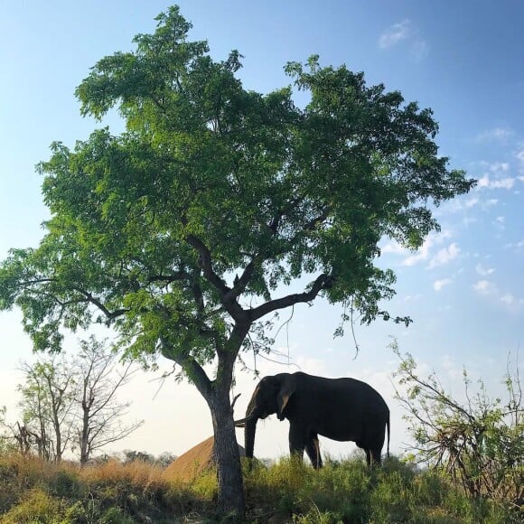 Marina Ruy Barbosa compartilhou um registro de um elefante no sáfari