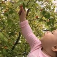 Thais Fersoza filma Melinda colhendo frutas com Michel Teló: 'Nosso jeitinho'