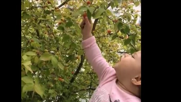 Thais Fersoza filmou a filha, Melinda, colhendo frutas com o pai, Michel Teló, em seu Instagram, nesta terça-feira, 28 de novembro de 2017