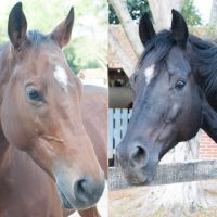 'Vitória' terá triângulo amoroso de cavalos: 'Égua disputada por dois garanhões'