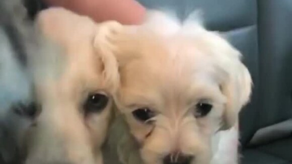 Anitta escolheu seus cachorrinhos com Luisa Mell